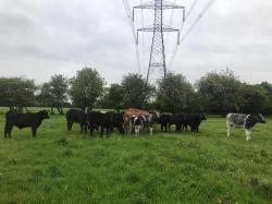 OUR LIVESTOCK 